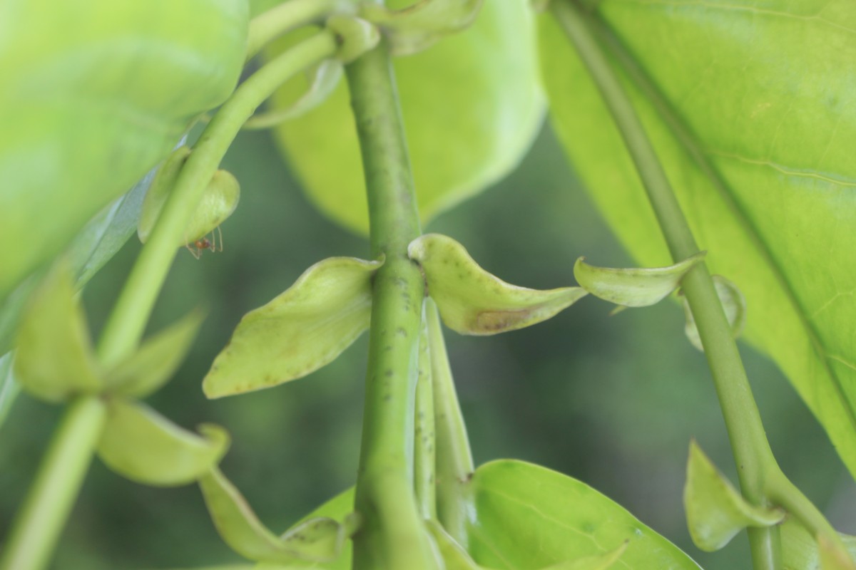 Aporosa latifolia Thwaites